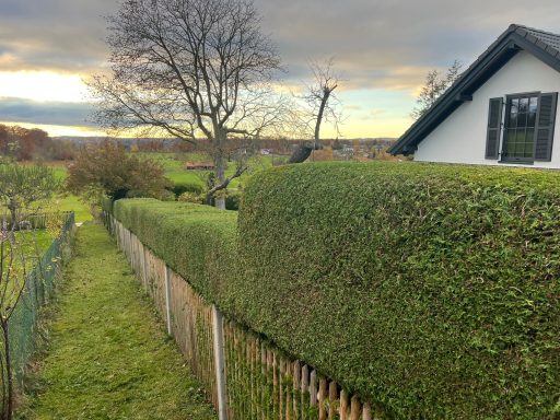Gepflegter Gartenweg mit Hecken und einem Blick auf ein Haus im Hintergrund.