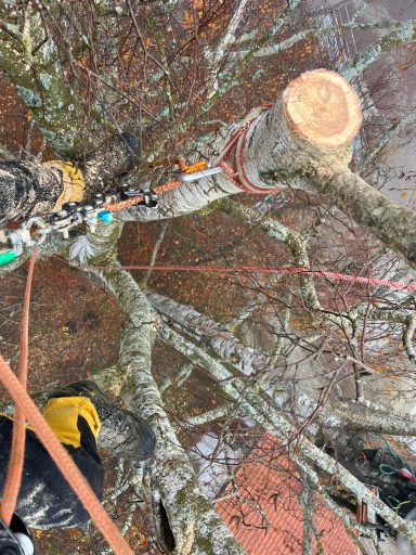 Perspektive von oben auf einen Baum mit Seil und Sicherung.