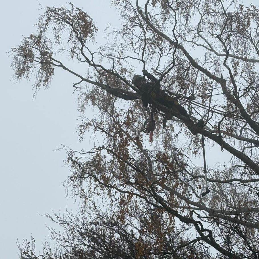 Patrick Weihe sitzt im Baum und schneidet Äste in nebliger Umgebung.