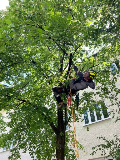 Baumpfleger in einem Baum, gesichert mit Seil und Ausrüstung, um Äste zu schneiden.