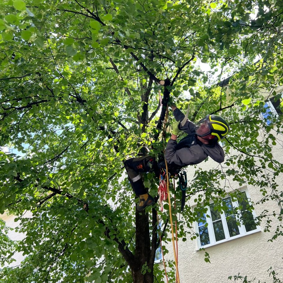 Baumpfleger, der in einem Baum arbeitet und Äste schneidet.