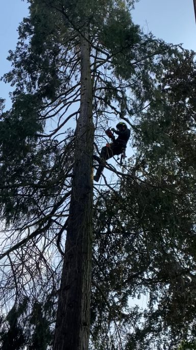 Person steigt einen hohen Baum hinauf.