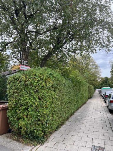 Patrick Weihe fertiger Heckenschnitt