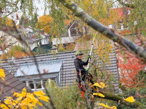 Baumpfleger in Höhenarbeit, umgeben von buntem Herbstlaub.
