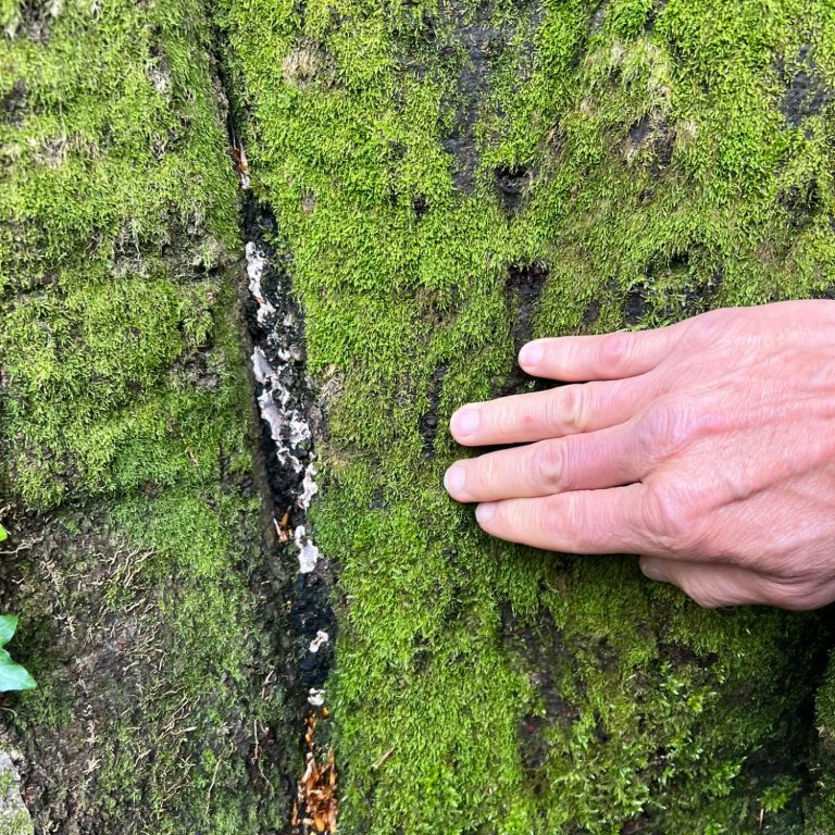 Eine Hand berührt einen moosbedeckten Baumstamm.
