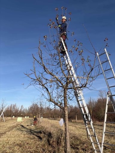 Patrick Weihe fachgerechter Obstbaumschnitt
