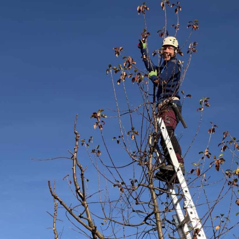 Patrick Weihe in Kletterausrüstung, der an einem Baum hochseilt.