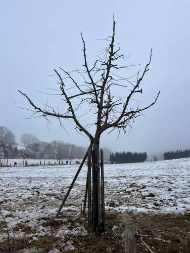 Jungbaumerziehung beim Obstbaum
